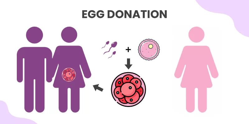 What Is Egg Donation in IVF?